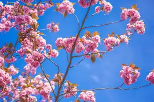 日本樱花云网站桃花，探寻日本樱花云服务器的桃花秘境