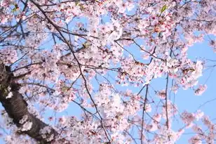 樱花代理服务器连接失败，樱花代理服务器连接失败的解决方案与深入分析