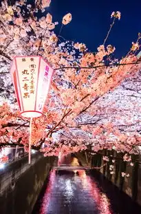 日本樱花服务器地址，探索日本樱花服务器的秘密，解锁免费网络世界的无限可能