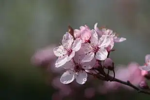 樱花云服务器网站游戏，探索樱花云服务器，打造极致游戏体验的云端之旅