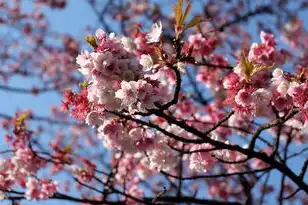 日本樱花云服务器hu，日本樱花云服务器，探索蘑菇在线看的无尽魅力