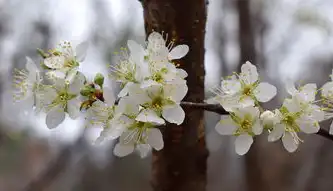 樱花在线服务器，樱花飘落，动漫云端，探索日本樱花在线服务器免费网站的魅力
