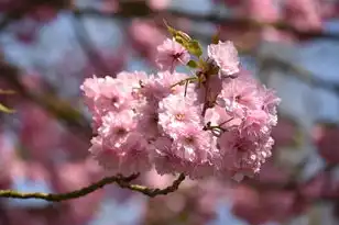 日本樱花服务器电影，漫步日本樱花云服务器，邂逅桃花源中的视听盛宴