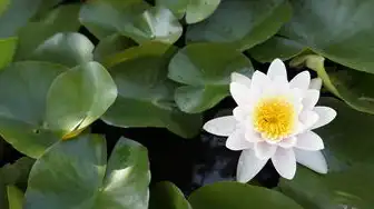 一台主机两个显示器独立桌面显示,一台主机双显示器独立桌面解决方案,打造个性化工作与娱乐空间
