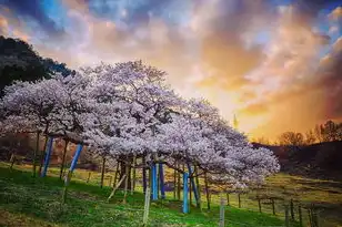 日本樱花免费服务器地址，畅游日本樱花盛景，免费服务器带你领略绝美风光！