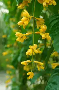 日本樱花云网站桃花，云南樱花与桃花共舞，探寻日本樱花云网站上的桃花盛宴