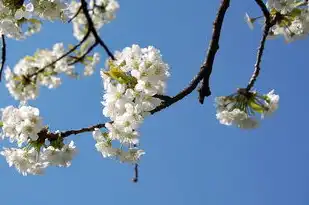 万网域名注册官网续费流程,万网域名注册官网续费指南,轻松操作,保障您的网络资产