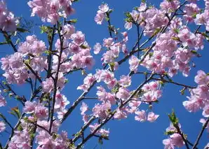 日本樱花樱桃能吃吗，探寻日本樱桃花云南服务器，揭秘樱桃的食用之谜及免费网站推荐