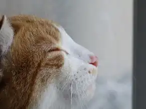 云服务器配置桌面文件怎么设置，云服务器配置桌面文件，步骤详解与优化技巧