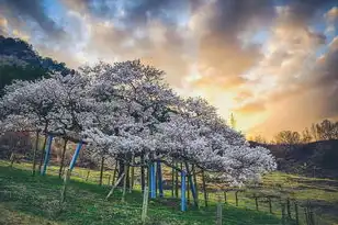 日本樱花服务器地址，漫步日本樱花云服务器桃花之境，一场云端上的赏樱之旅