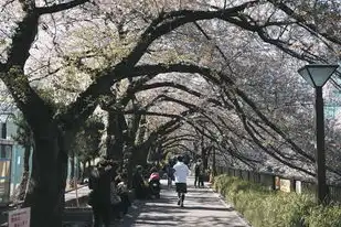 日本樱花服务器大全,男人的天堂，日本樱花服务器igao，男人的天堂，探索无尽欢乐的虚拟世界