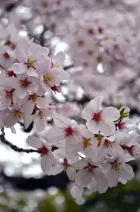 日本樱花云服务器hu，日本樱花云服务器hu，揭秘免费背后的真相与优势