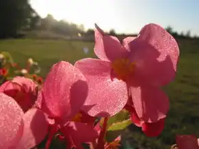 云桌面运行速度比台式机快吗，云桌面与虚拟机，运行速度的比较与解析