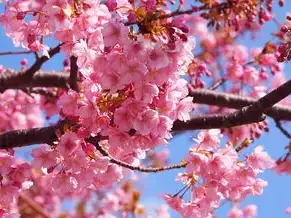 日本樱花服务器地址，揭秘日本樱花服务器，地址解析及深度体验分享