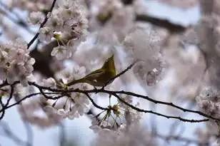 日本樱花服务器igao，日本樱花服务器igao，探寻三日本樱花之魅力，感受独特游戏体验
