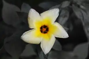 动态域名有什么用，动态域名注册地址详解，揭秘其强大功能与应用场景