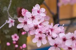 免费樱花服务器推荐下载，免费樱花服务器推荐，畅享日本游戏，轻松体验樱花风情！