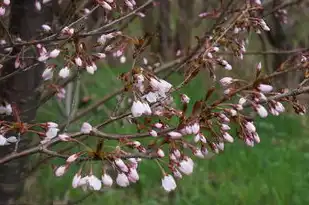 日本樱花服务器官网地址是什么，揭秘日本樱花服务器官网地址，体验极致游戏体验的绝佳选择！