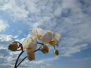 云主机与云桌面的区别，云主机与云桌面，用途与区别深度解析