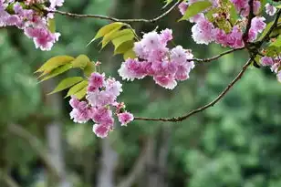 日本樱花服务器是什么品牌，日本樱花服务器，揭秘其品牌背景、技术优势与市场前景
