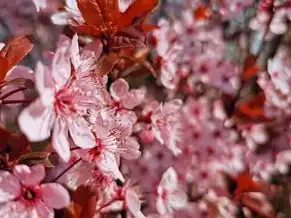 日本樱花服务器下载地址是什么，日本樱花服务器下载地址大揭秘，轻松畅游日本樱花盛景