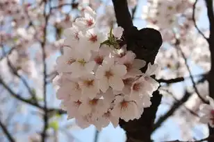 日本樱花服务器免费最新章节，樱花服务器，数字时代的日本文化复兴计划