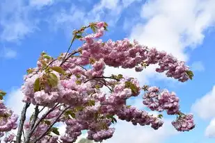 樱花cloud，樱花云服务器，免费开放生态下的技术革新与合规实践