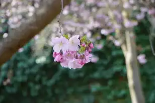 日本樱花服务器正片免费，日本樱花云服务器免费使用全解析，技术架构、资源优势与合规使用指南