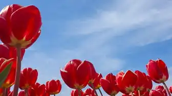 阿里云动态域名注册不了怎么办，阿里云动态域名注册失败？五大原因解析与终极解决方案