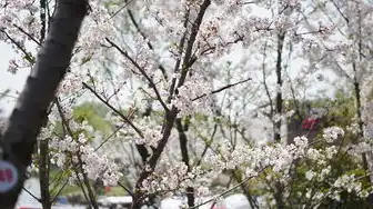 樱花云服务器网站游戏，樱花云服务器，为全球游戏开发者打造次世代游戏生态的基石