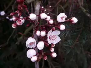全球顶级域名注册服务机构，全球通用顶级域名注册局，数字时代网络基础设施的核心治理体系解析