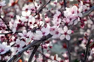 日本樱花服务器正片下载，樱花云服务器，以樱花之姿绽放的云端存储新标杆
