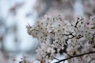 日本樱花动漫网服务器，樱花动漫网，日本正版动画资源的云端革命与体验革新