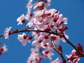 日本樱花服务器sakura哦在家，樱花云服务器，以樱花之姿绽放，以桃花之韧护航—日本数据中心的技术美学与桃花源生态实践