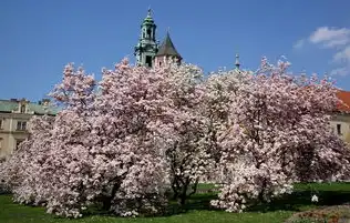 樱花云用户中心，樱花云用户中心全攻略，解锁免费建站入口的五大核心功能与实战指南