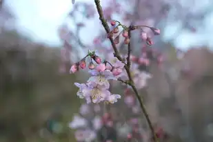 日本樱花服务器下载地址是多少，日本樱花服务器深度解析，安全下载指南与资源获取全攻略（超3000字技术文档）