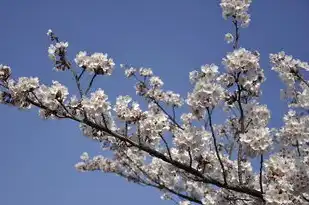 日本樱花服务器下载地址是多少,日本樱花服务器下载地址全解析,从安装指南到安全注意事项