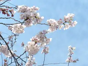 日本樱花服务器正片免费,关于日本樱花主题云服务器服务的深度解析与体验指南(2786字)