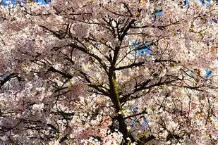 日本樱花服务器see8，樱花云服务器，在科技与自然共舞中绽放的桃花