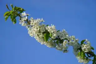 日本樱花服务器see8，樱花云服务器，在科技与自然共舞中绽放的桃花